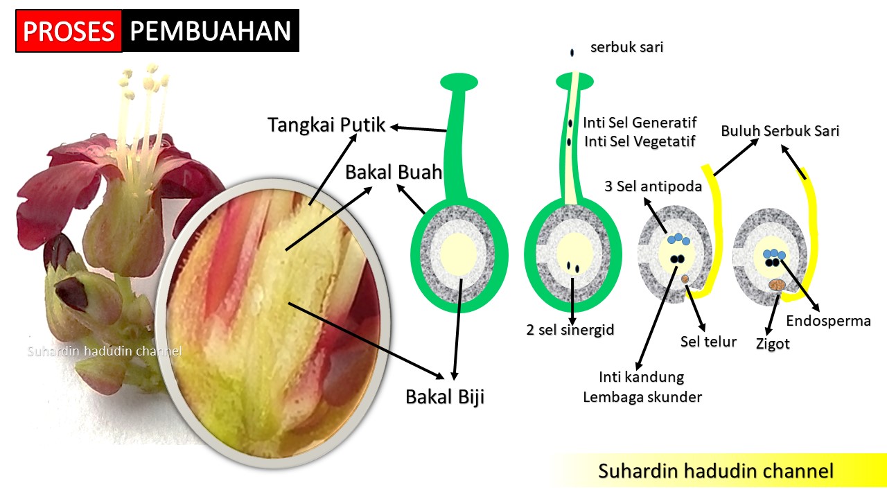 Fertilisasi Pada Tumbuhan